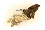 steampunkbutterfly